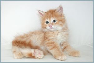 Male Siberian Kitten from Deedlebug Siberians